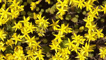 od-essbare-pflanzen-Scharfer_Mauerpfeffer_COLOURBOX2486737.jpg
