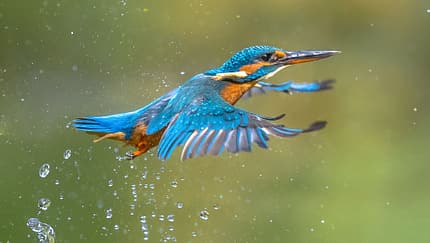 outddor eisvogel fotografie Shutterstock 