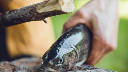 Angeln und Fisch ausnehmen 