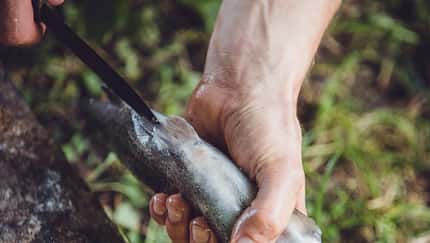 Angeln und Fisch ausnehmen 
