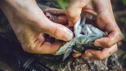 Angeln und Fisch ausnehmen 