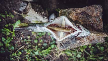Angeln und Fisch ausnehmen 