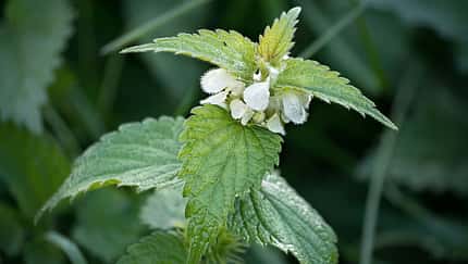 Bushcraft: Essen pflücken 