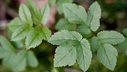 Bushcraft: Essen pflücken 