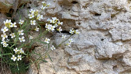Frankenjura Fels Blümchen