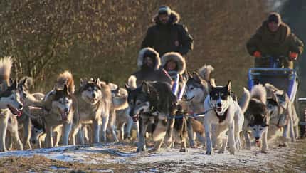 Huskyhof Ridderade Huskyhof Ridderade