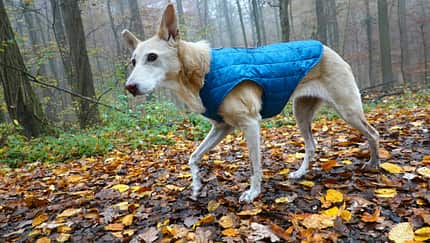 Loft Hundejacke Kurgo