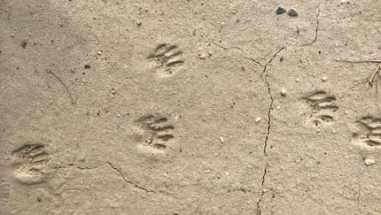 Tierspuren Lesen Tierspuren Lesen
