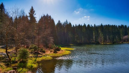 Auf dem Rennsteig im Thüringer Wald