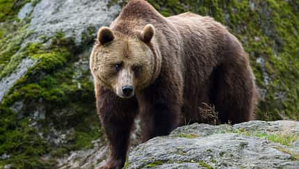 Bärenalarm: Wie schützt man sich im Ernstfall?