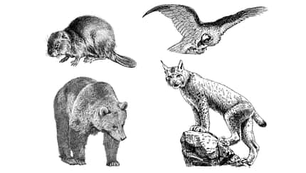 Wilde Tiere - Bär, Biber, Bartgeier, Luchs