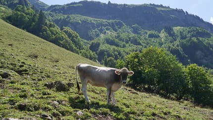 Heilbronner Weg - Rappenseehütte - Waltenbergerhaus - Allgäuer Alpen