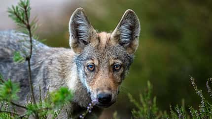 Wilder Osten - Axel Gomille