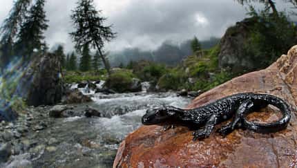 Alpensalamander Lurch Amphibien Deutschland Salamandra atra