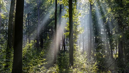 Waldbewohner in der Winterzeit 