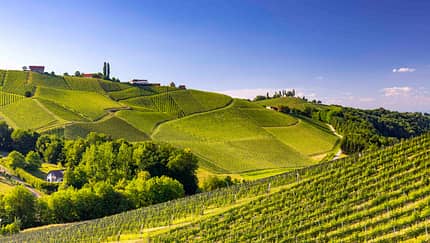 Steiermark Österreich Südsteiermark Wein Weinberge Steirische Toskana