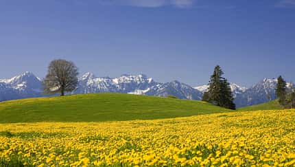 Frühling in Bayern - Löwenzahnfeld im Allgäu