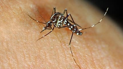 Asiatische Tigermücke (Aedes albopictus)