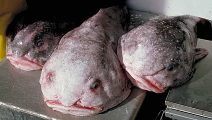 Fisch des Jahres: der Blobfisch