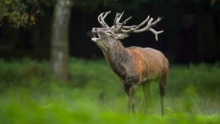 Hirsch