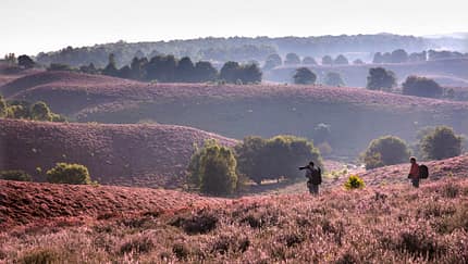 Niederlande Holland Nationalpark Natur Freizeit Urlaub Wandern Veluwezoom Heide Niederlande Holland Nationalpark Natur Freizeit Urlaub Wandern Veluwezoom Heide