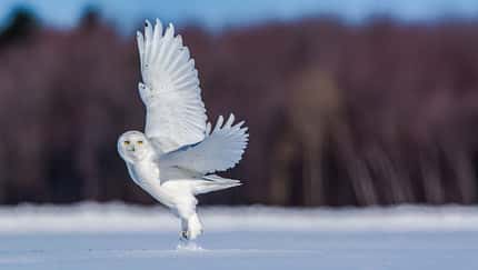 Schneeeule Schneeeule