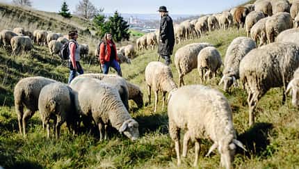 Wanderinnen und Schäfer auf dem Albschäferweg 