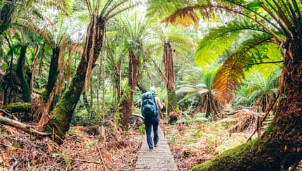 Wanderin in der Wildnis Tasmaniens