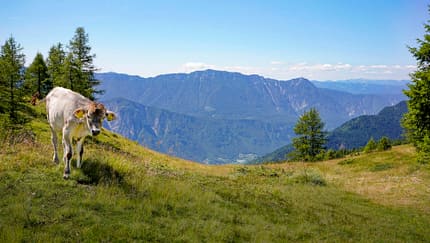 Trentino Italien Urlaub Wandern Kuh Lagorai Trentino Italien Urlaub Wandern Kuh Lagorai