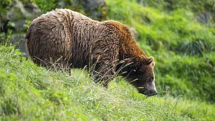 Europäischer Braunbär in freier Wildbahn, Alpen Europäischer Braunbär in freier Wildbahn, Alpen