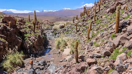 Chile Südamerika Landschaft Atacama Kaktustal Chile Südamerika Landschaft Atacama Kaktustal