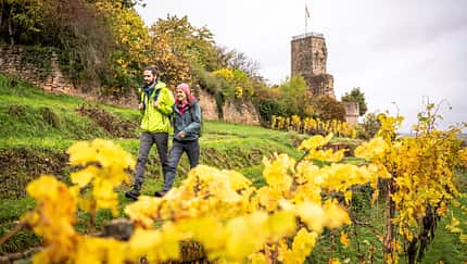 Weinwanderungen in Deutschland Weinwanderungen in Deutschland