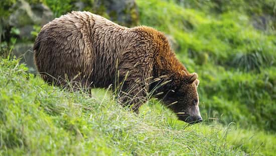 Europäischer Braunbär in freier Wildbahn, Alpen