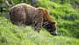 Europäischer Braunbär in freier Wildbahn, Alpen Europäischer Braunbär in freier Wildbahn, Alpen
