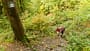 Westerwaldsteig im Herbst