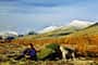 OD-2014-Norwegen-orwegen-trekking-Man-and-dog_AndersGjengedal,visitnorway.com.jpg