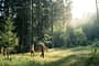 Trekking im Schwarzwald - Trekkingcamps Trekking im Schwarzwald - Trekkingcamps