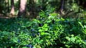od-essbare-pflanzen-Blaubeere_COLOURBOX7733076.jpg