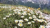 OD 0414 Südtirol Sextener Dolomiten Frühling Weiße Silberwurz Blumen Pflanzen Commons
