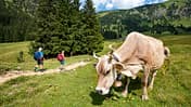 od-1018-oberallgaeu-BastianMorell-tk-1 (jpg) Allgäu Kuh