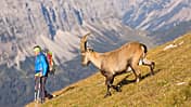 OD 0917 Karwendel Österreich Gamsjoch