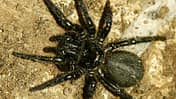 pfui-spinne-1 (jpg)