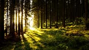 AL-Illu-Sonne-Baeume-Wald-_Rainer-Sturm_pixelio (jpg)