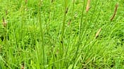 Od-essbare-Pflanzen-Spitzwegerich-Friederike-Take-botanikfoto-558272-L.jpg