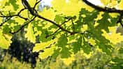 od-essbare-pflanzen-Stiel_Eiche_COLOURBOX1792567.jpg