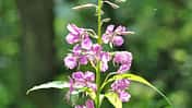 od-essbare-pflanzen-Waldweidenroeschen_COLOURBOX12089826.jpg