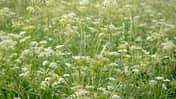 od-essbare-pflanzen-Wiesenkerbel_COLOURBOX14220773.jpg