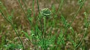 od-essbare-Pflanzen-Wilde-Moehre-botanikus_Daucus carota5-LOCHSTAMPFER.jpg
