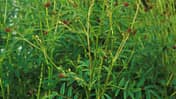 od-essbare-Pflanzen-Grosser-Wiesenknopf-botanikus_Sanguisorba officinlis.jpg