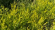 Od-essbare-Pflanzen-Gelber-Steinklee-Steffen-Hauser-botanikfoto-509050-L.jpg
